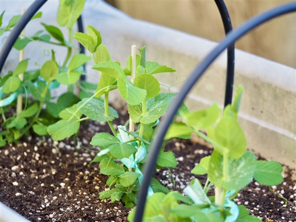 �X�i�b�v�G���h�E